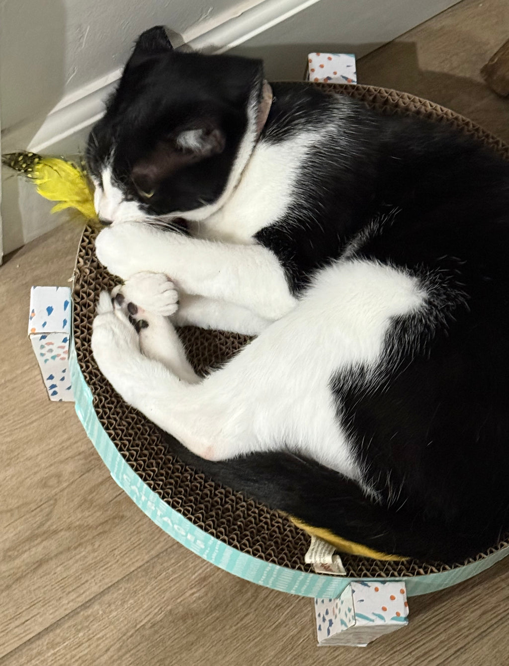 Sally loves biting into her felt and feather cat toy. 
