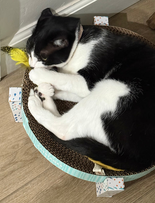 Sally loves biting into her felt and feather cat toy. 