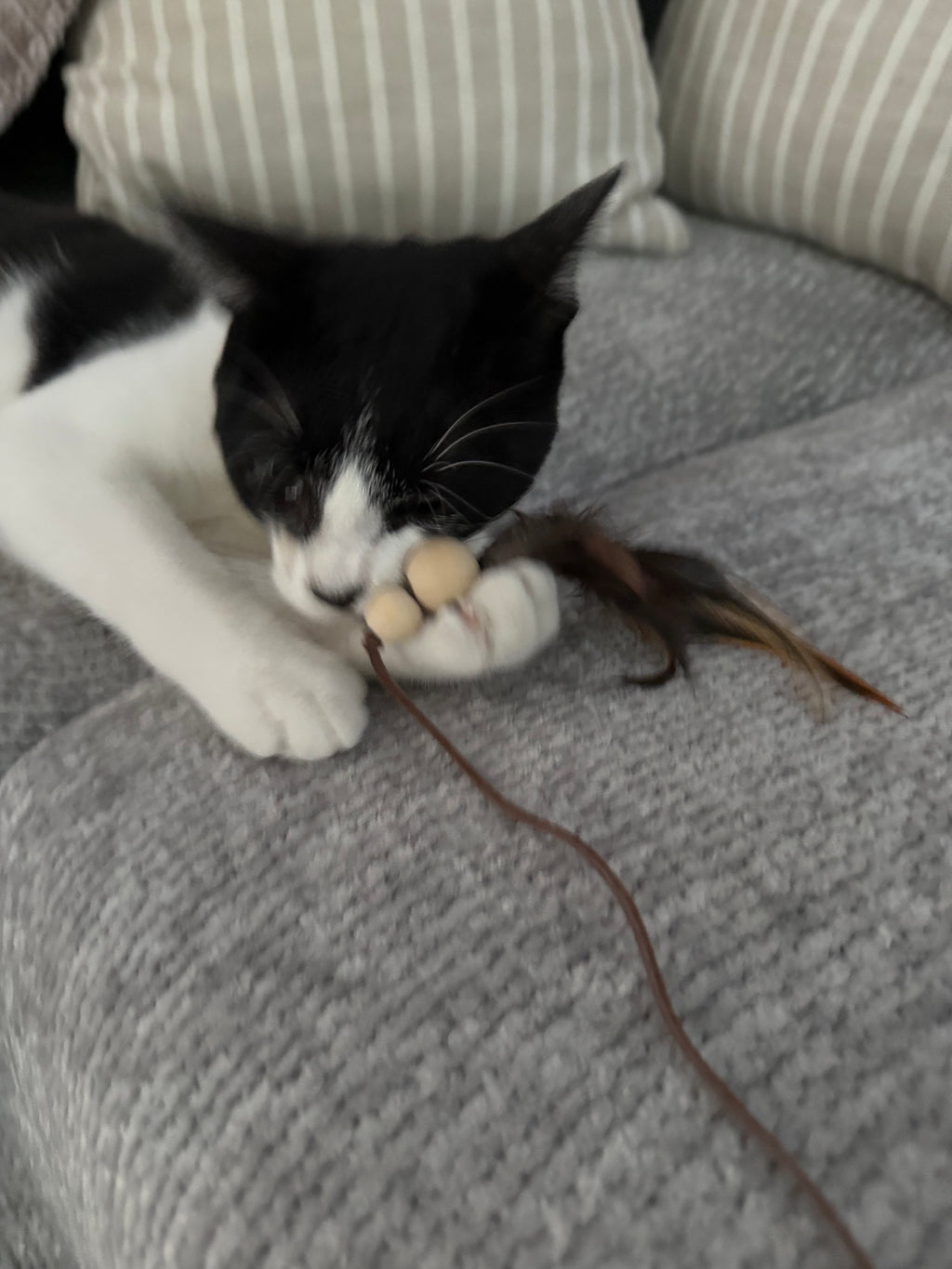 Cat plays with feather teaser toy. 