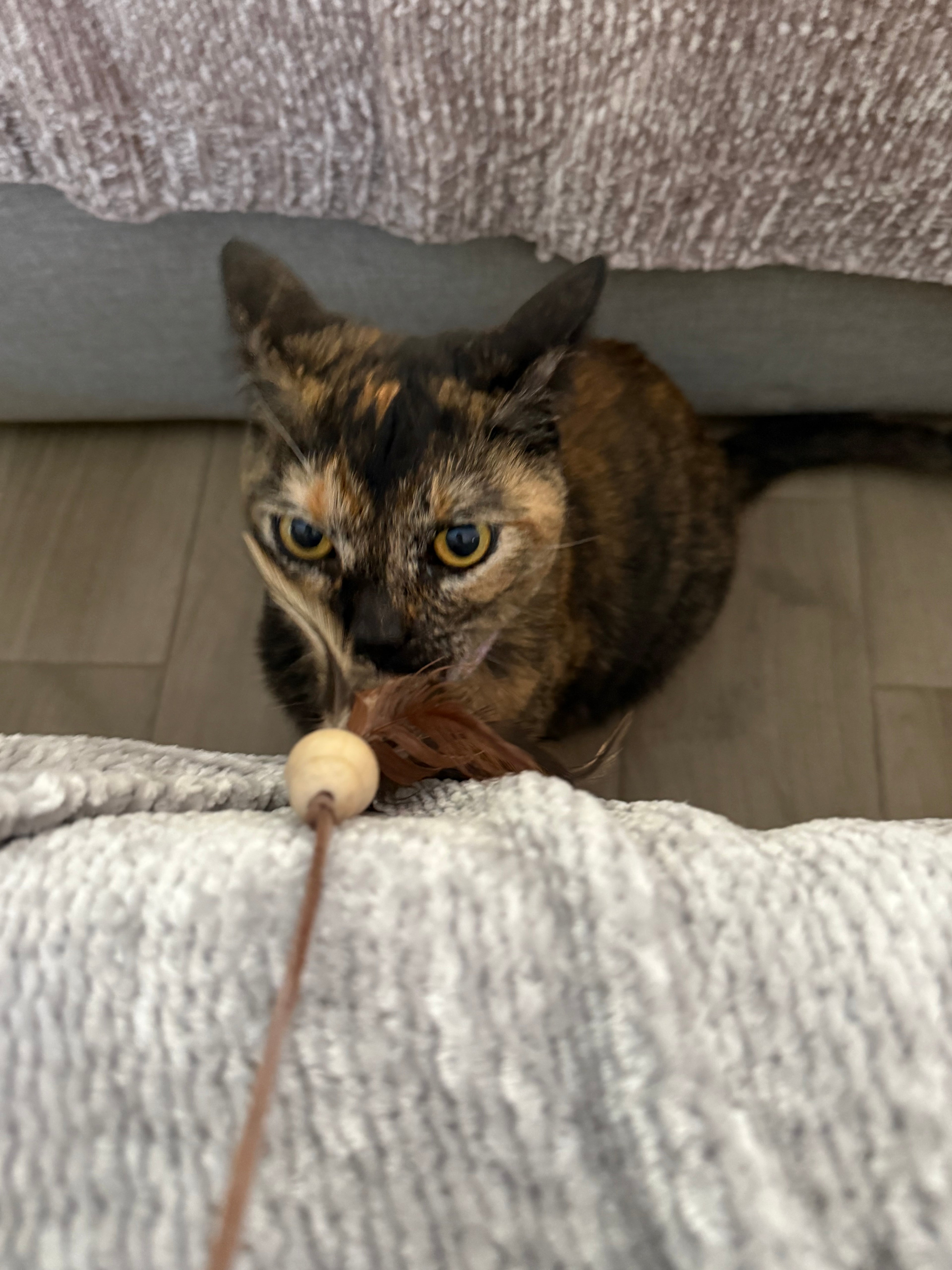 Gilly inspecting her Feather Teaser. 