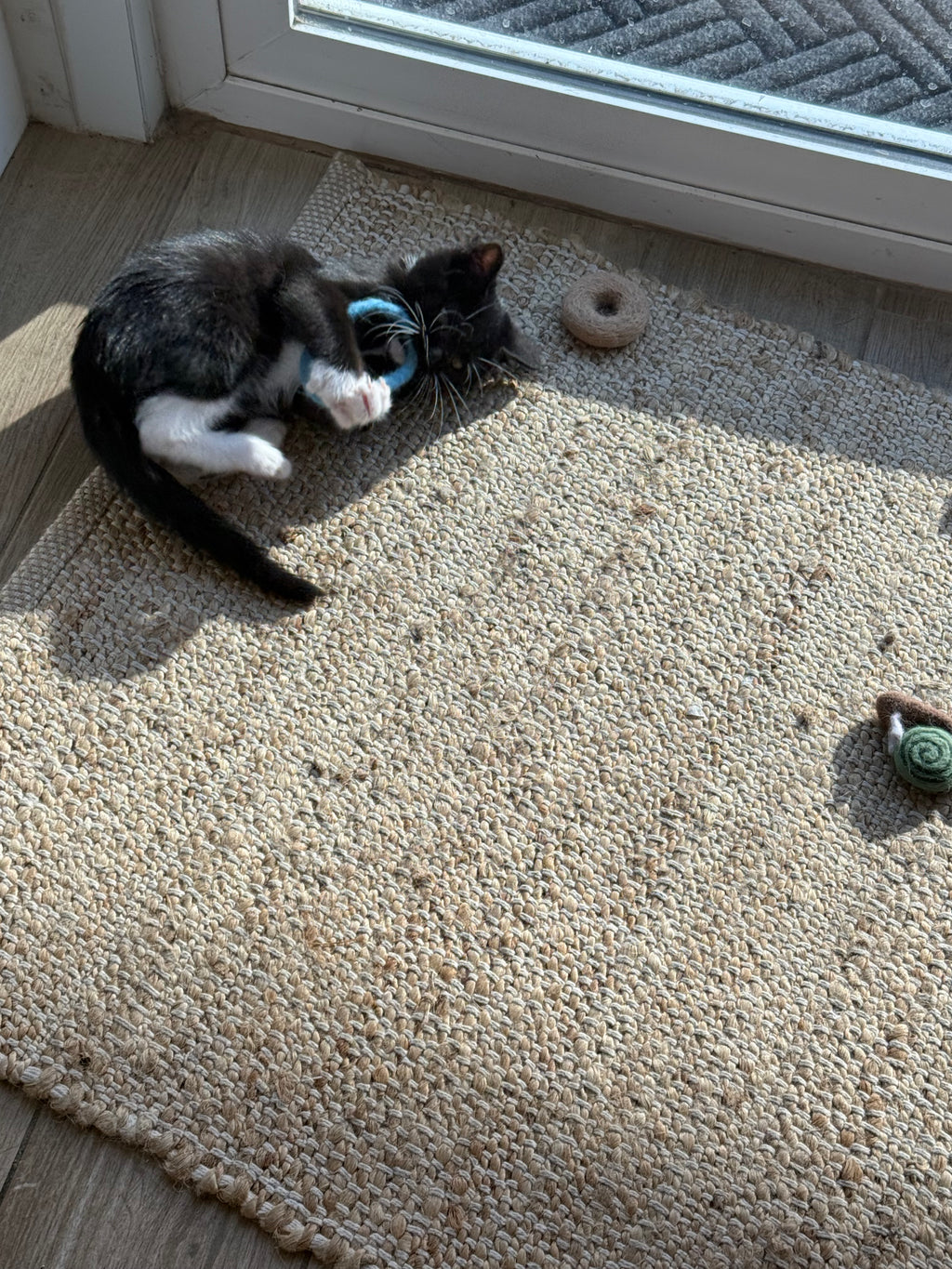 Iva demontrating how she loves to play with her blue feline felt loop. 