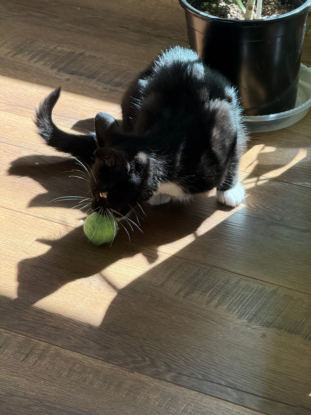 Iva loves to play with felt bakk toys. 