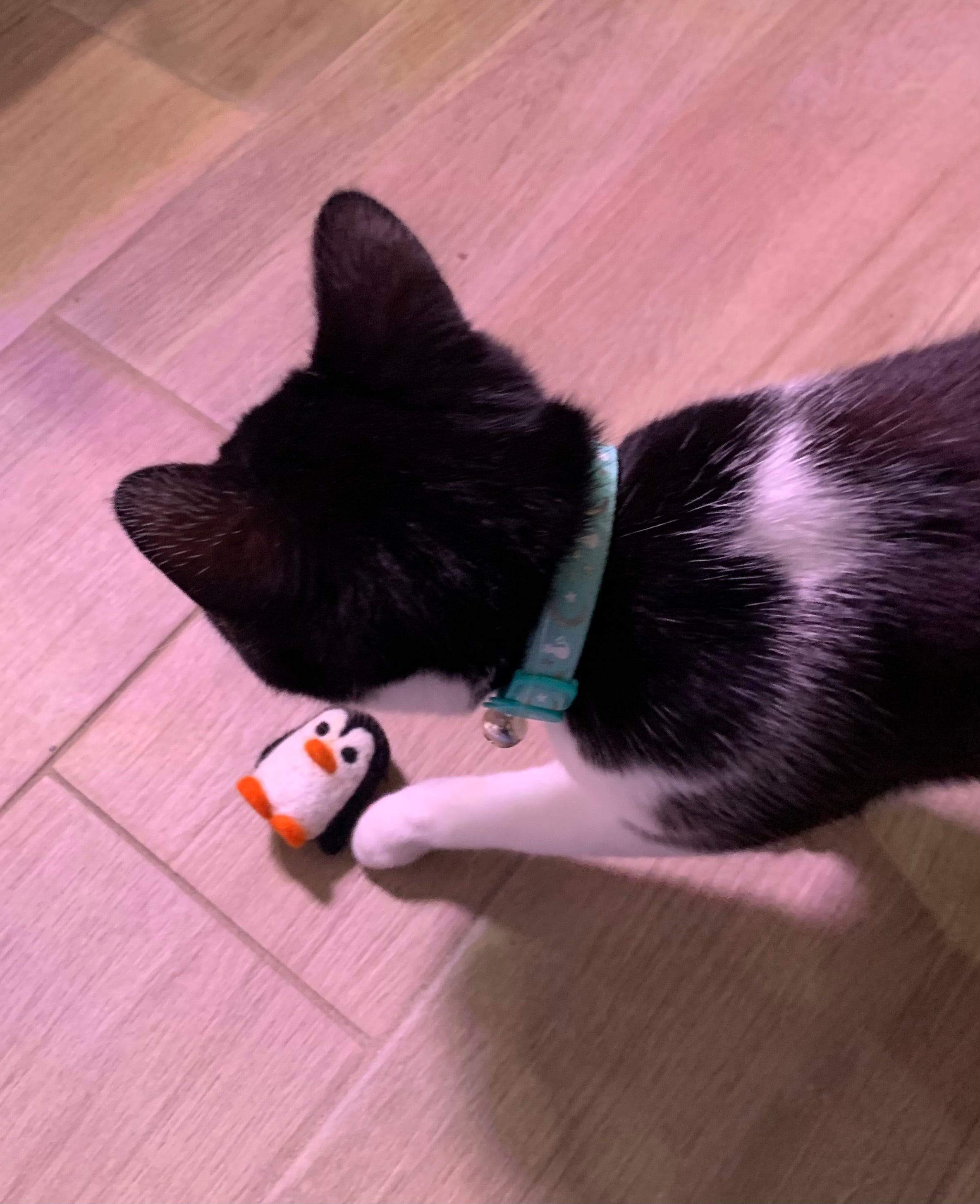 Cat playing with needle felt Penguin Cat Toy. 