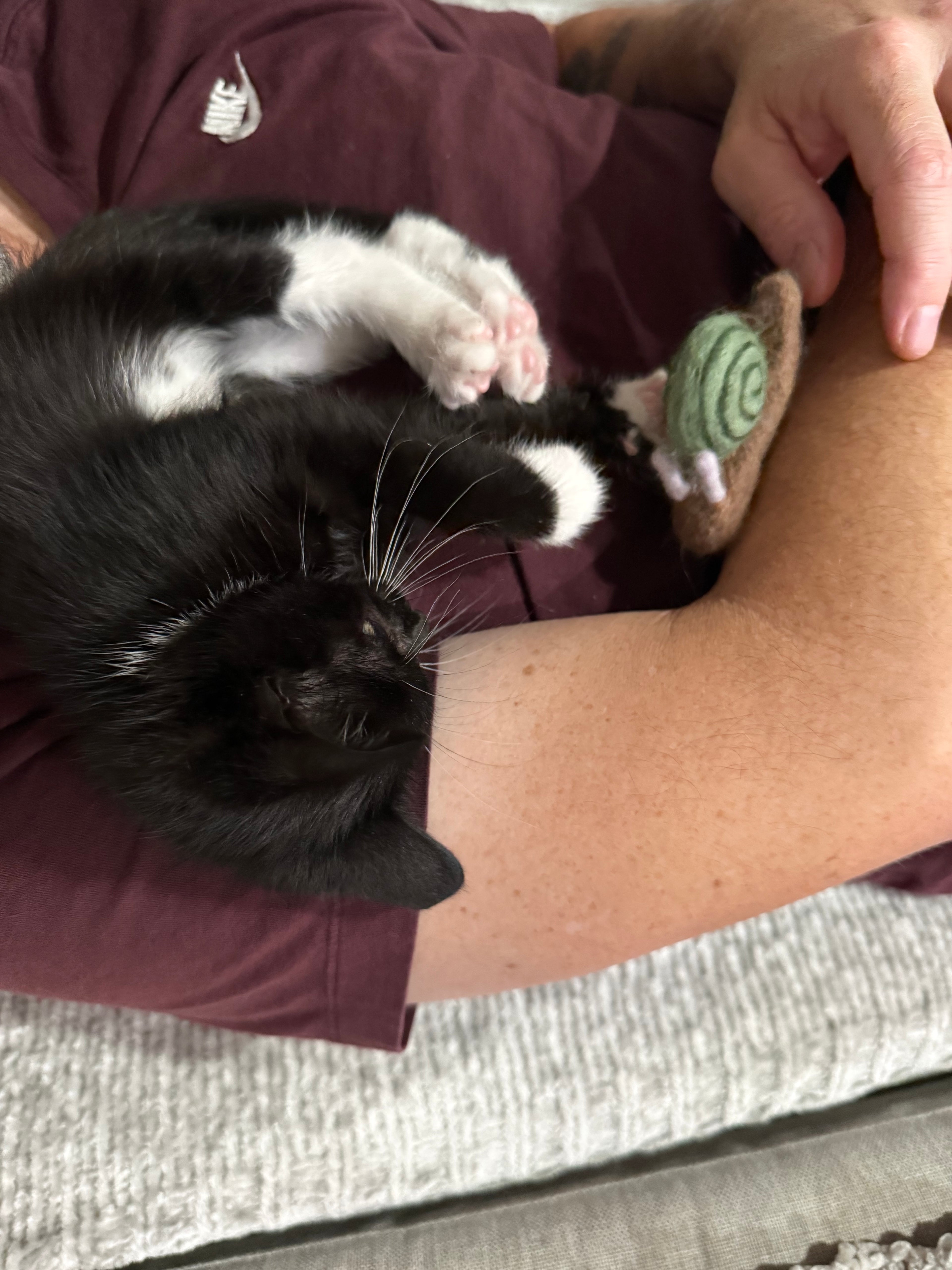 Kitten showing how she plays with her felt snail toy. 