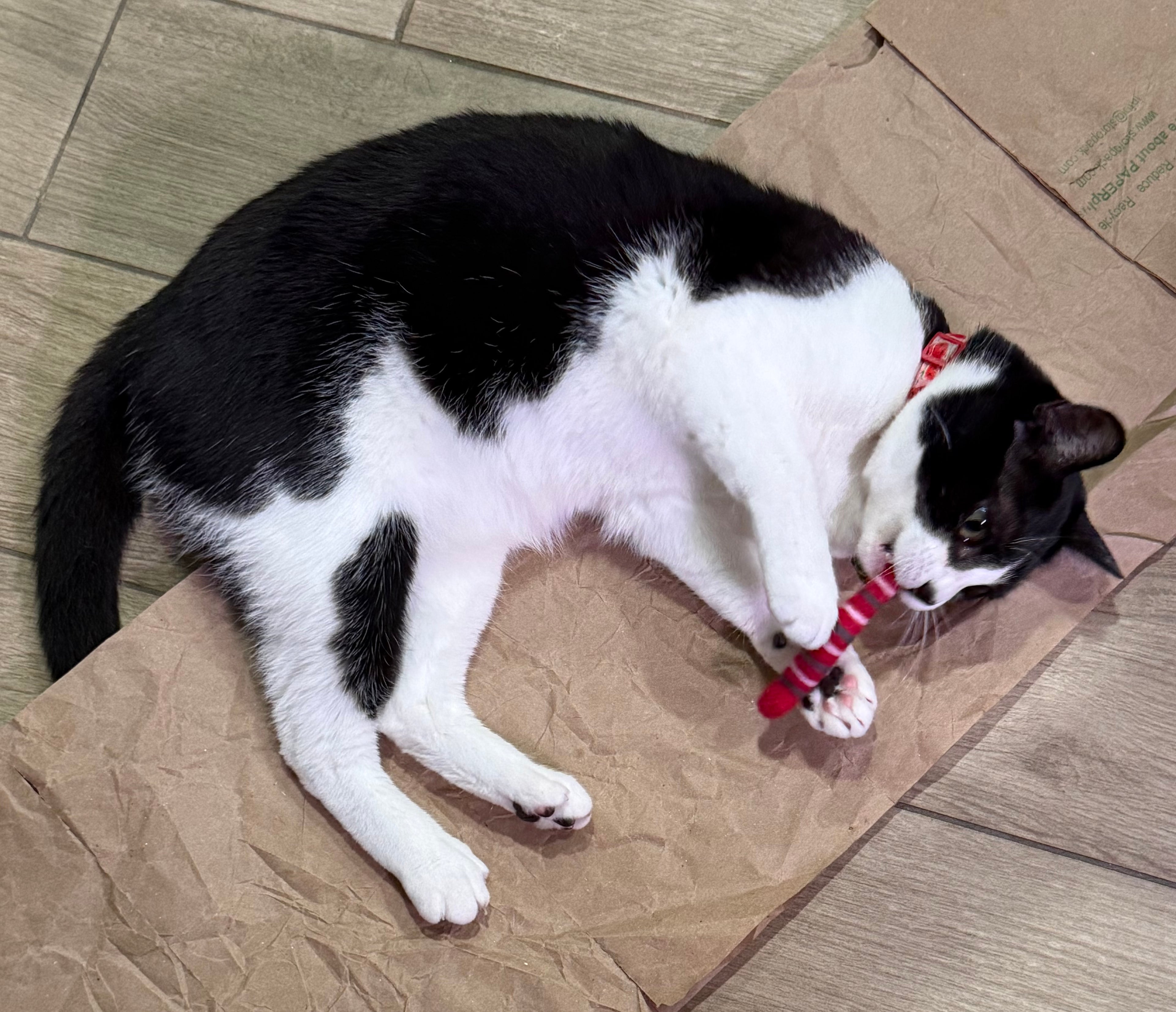 Felt Worms- Cat Toys (set of 2)