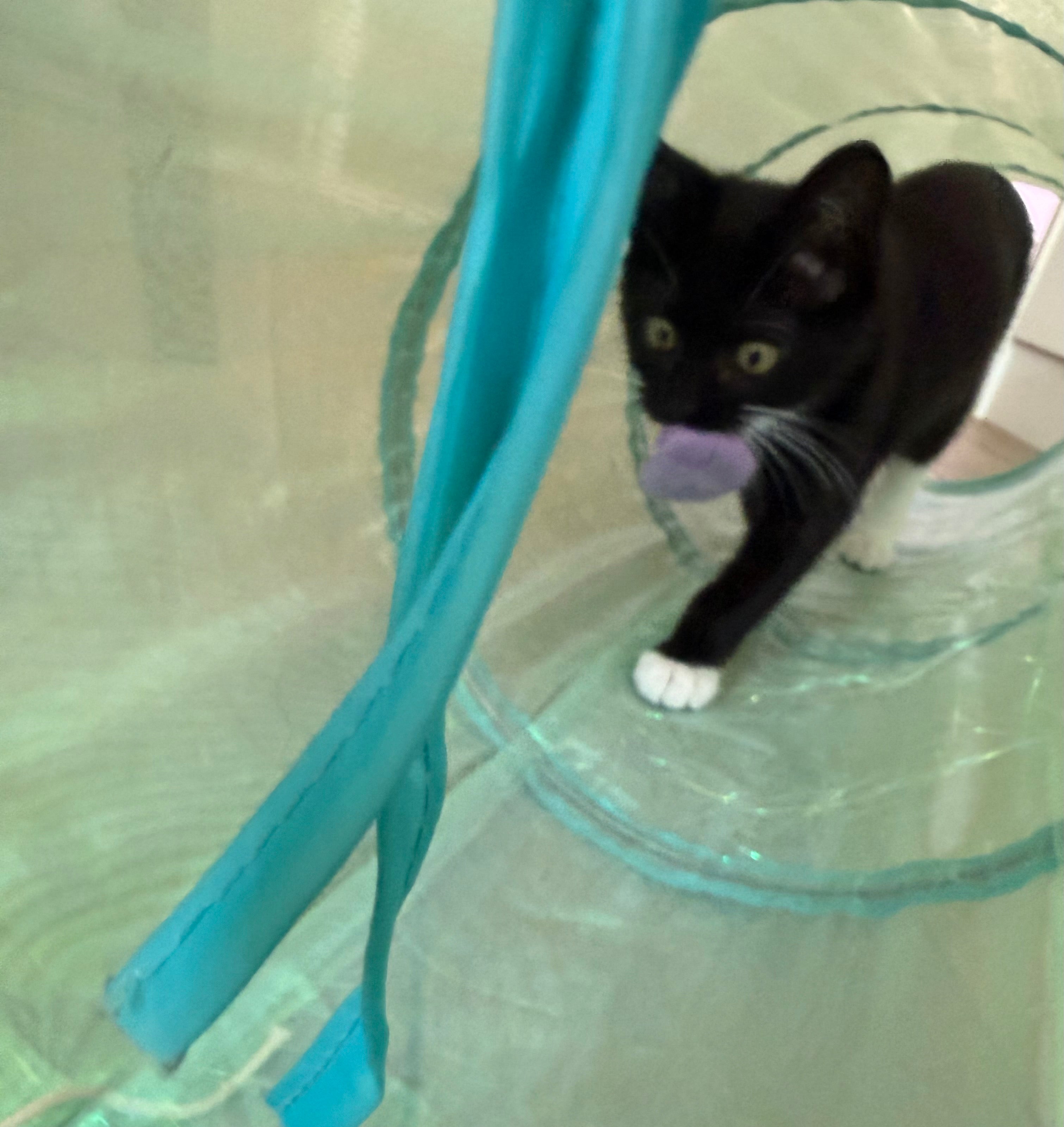 Iva carries her felt lilac heart in her mouth through tunnel. 