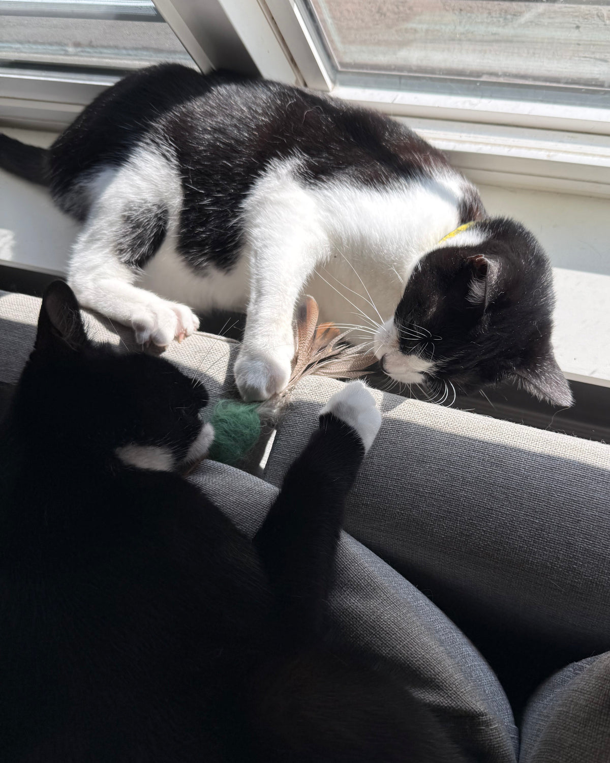 Sally and Iva can't keep their paws off this teaser. 