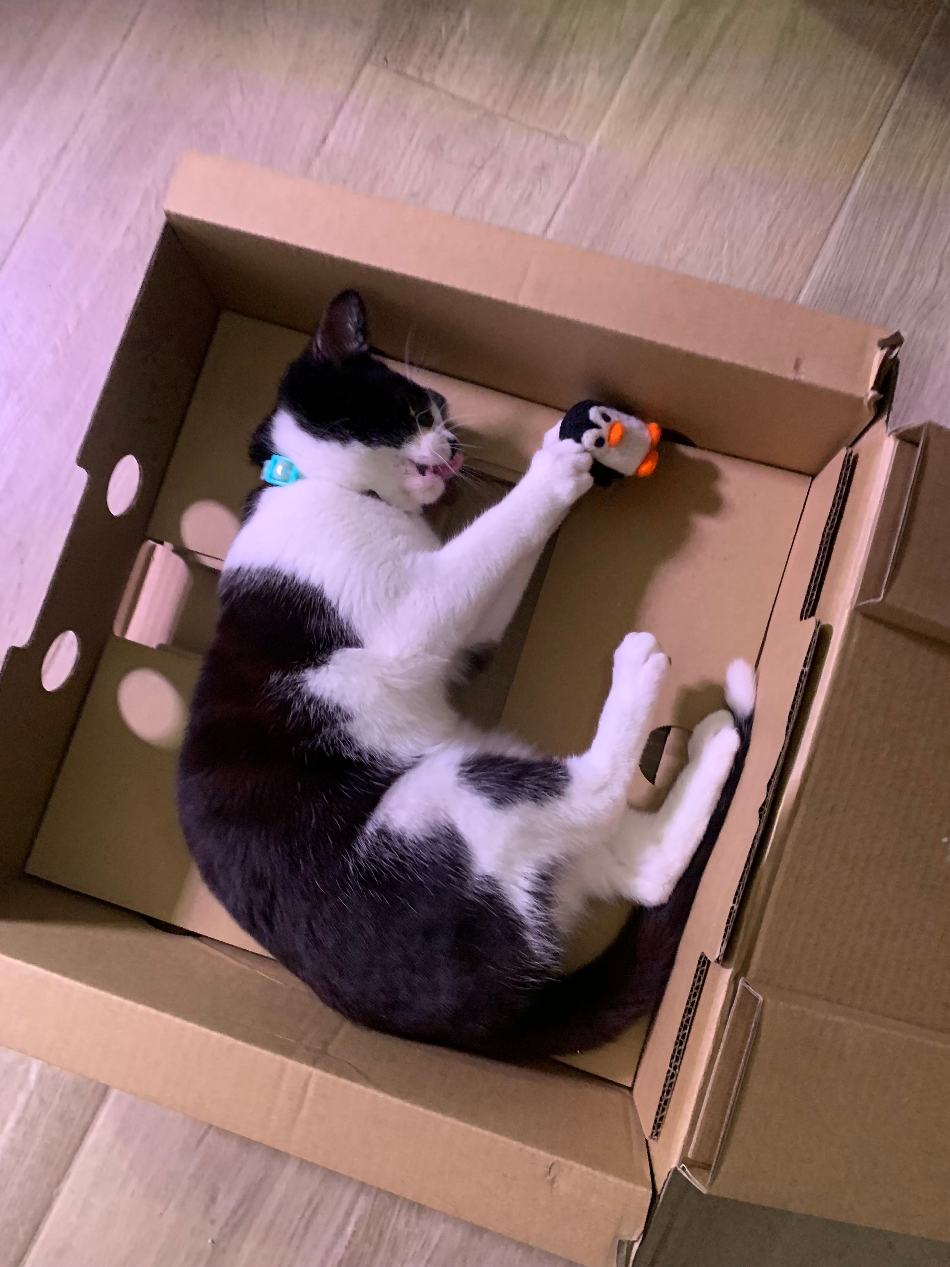 Kitty plays with her Penguin felt toy. 