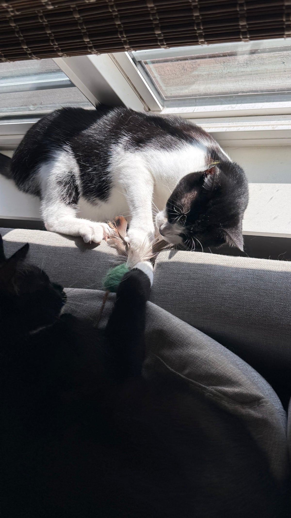 Cats can't reisist the teaser. 