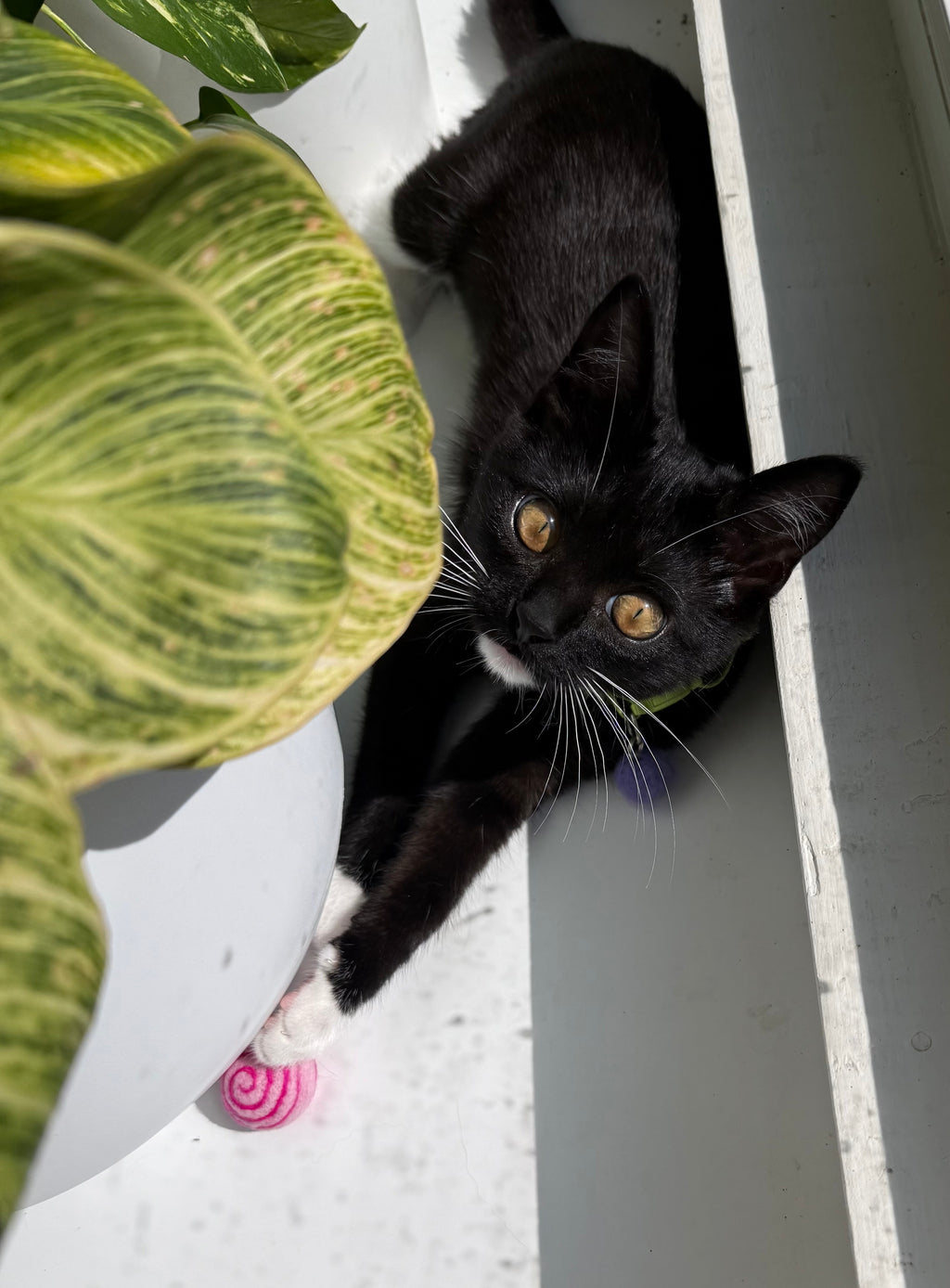 Iva shows off how she like the pink swirly felt toy. 