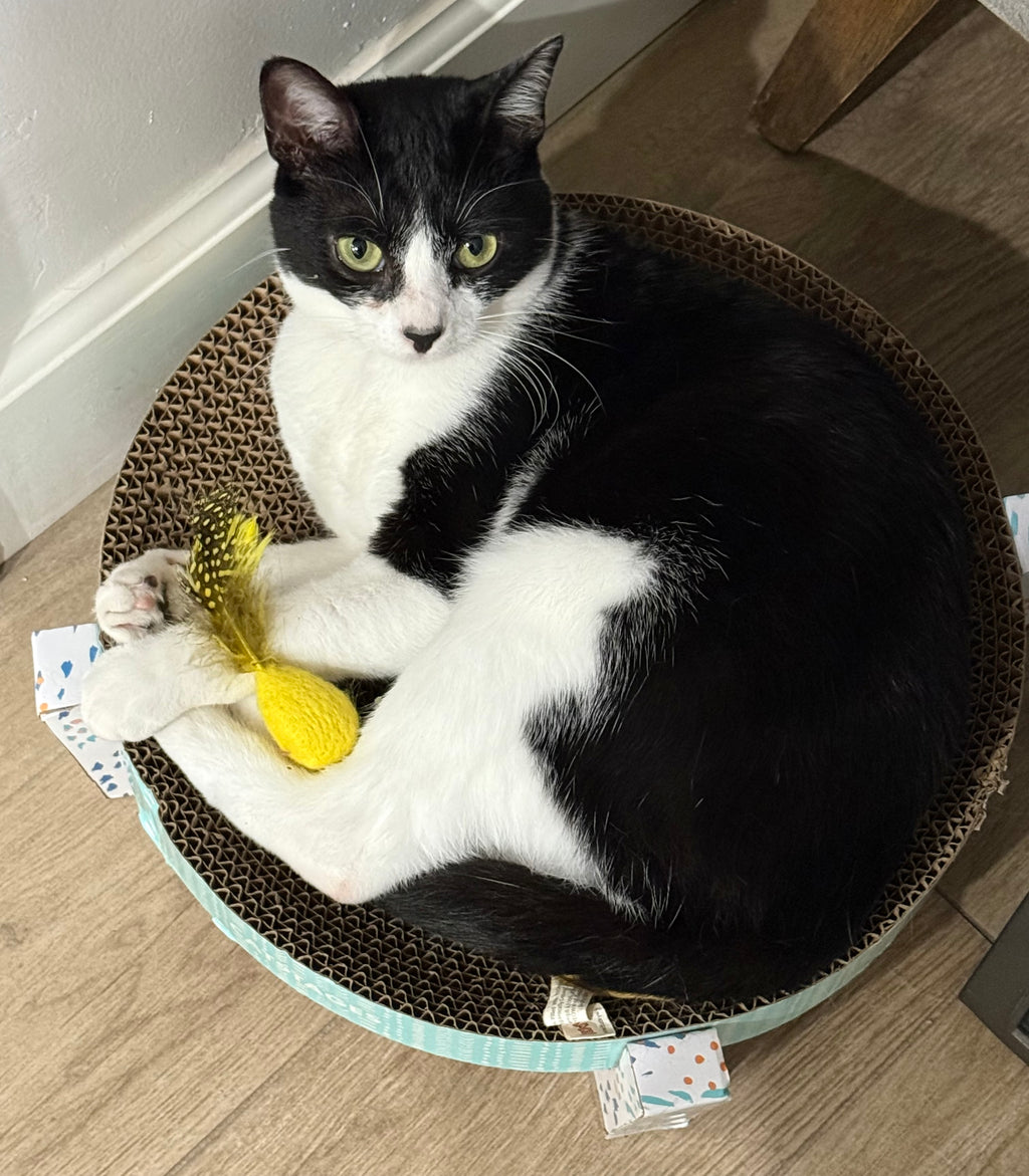 Sally poses with her yellow feather & felt cat toy. 