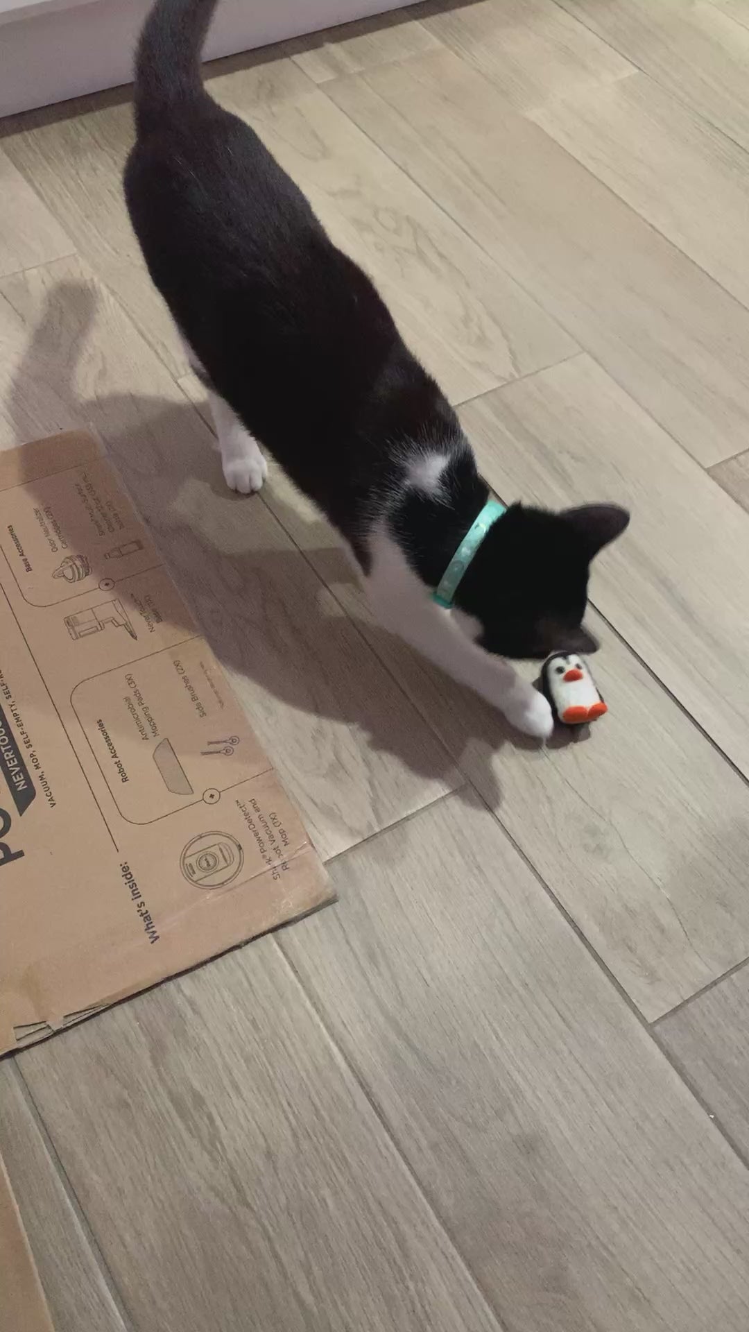 Tuxedo playing with her felt Penguin toy. 