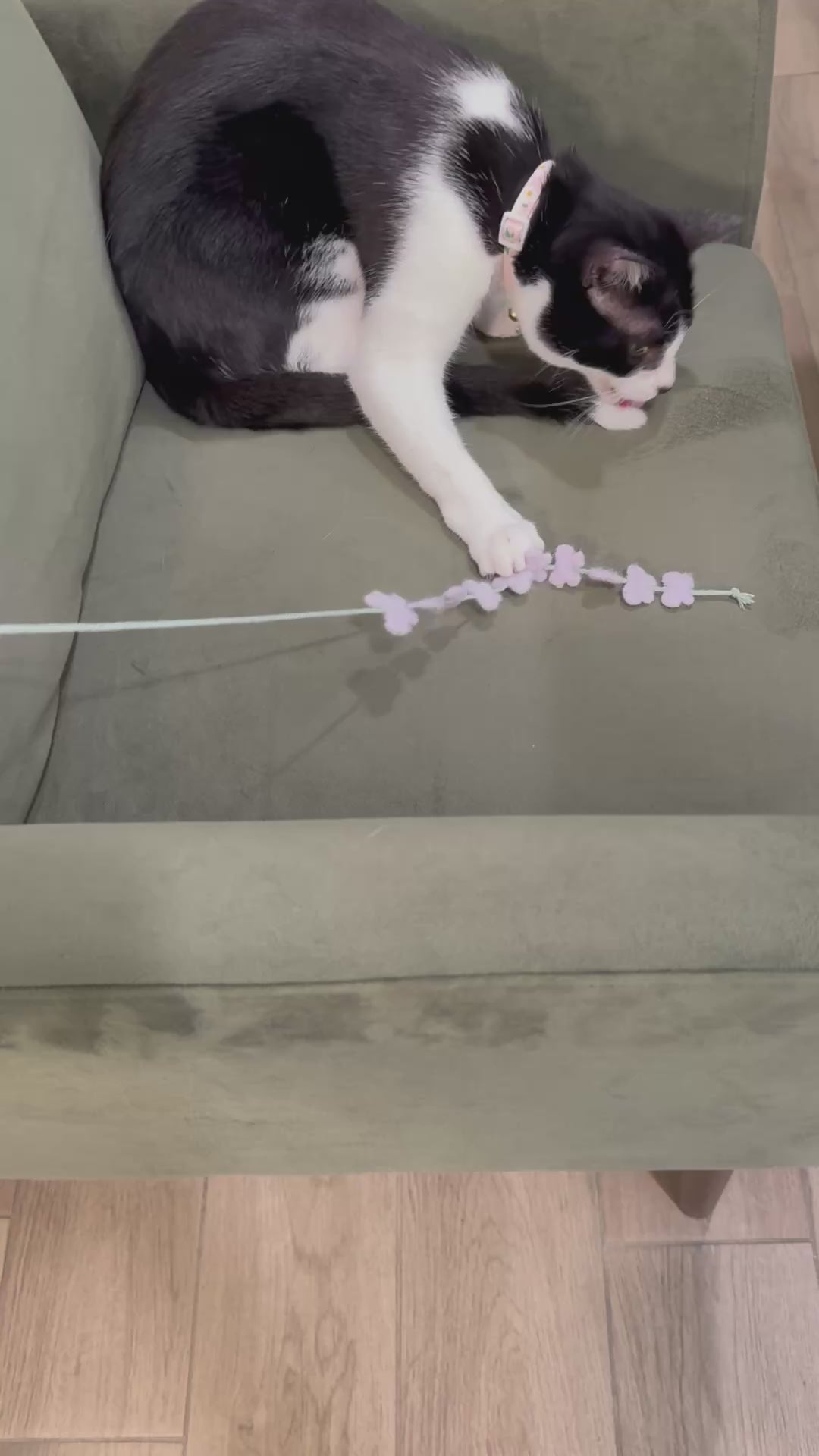Cat playing with Butterfly Teaser